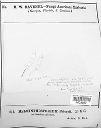 Helminthosporium petersii image